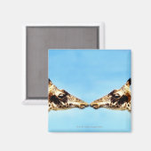 Giraffen, die Nasen berühren Magnet (Vorderseite/Rückseite)