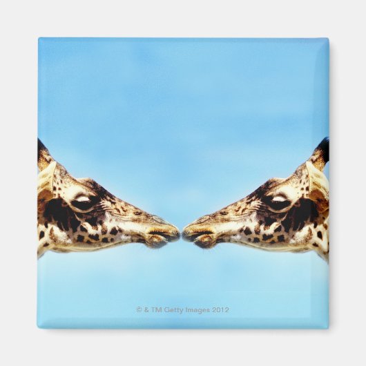 Giraffen, die Nasen berühren Magnet (Vorne)