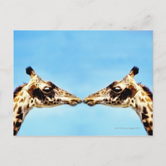 Giraffen, die Nasen berühren Postkarte