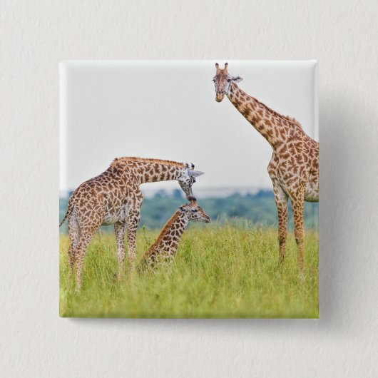 Giraffen-Familie Getty Bild-| Button (Vorderseite)