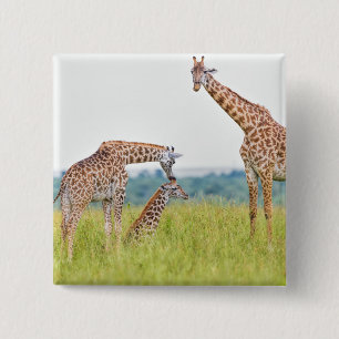 Giraffen-Familie Getty Bild-  Button