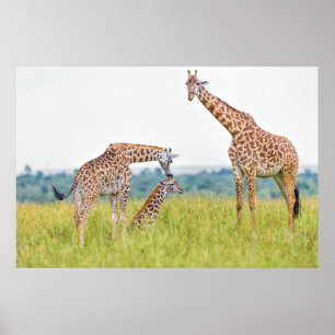 Giraffen-Familie Getty Bild-  Poster