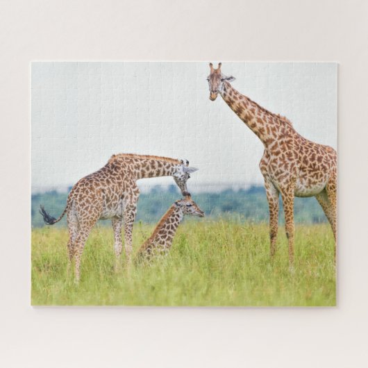 Giraffen-Familie Getty Bild-| Puzzle (Horizontal)