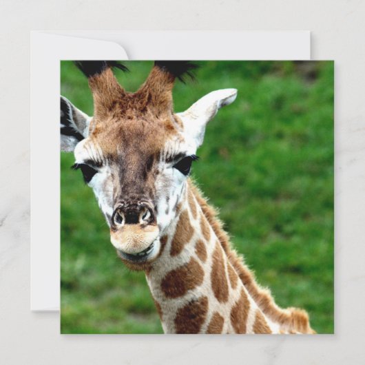 Giraffen-Foto-Einladung Einladung (Vorderseite)