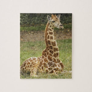 Giraffen-Foto Puzzle