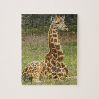 Giraffen-Foto Puzzle