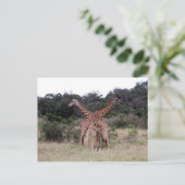 Giraffen gekreuzt postkarte (Stehend Vorderseite)