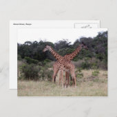 Giraffen gekreuzt postkarte (Vorne/Hinten)
