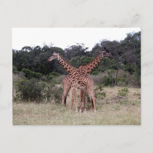 Giraffen gekreuzt postkarte (Vorderseite)