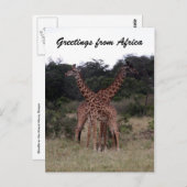 Giraffen gekreuzt postkarte (Vorne/Hinten)