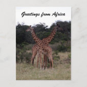 Giraffen gekreuzt postkarte (Vorderseite)