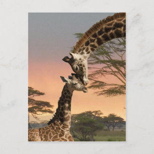 Giraffen grüßen einander postkarte