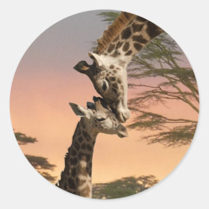 Giraffen grüßen einander runder aufkleber