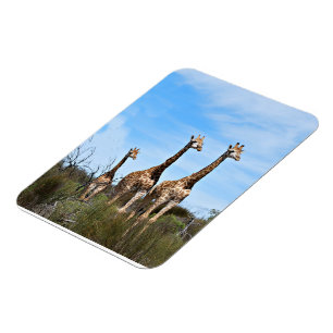 Giraffen im sanften Savannenlicht Magnet