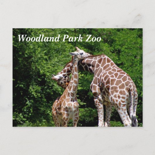 Giraffen im Woodland Park Zoo Postkarten (Vorderseite)