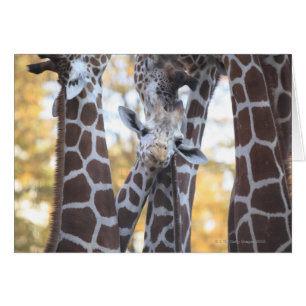Giraffen im Zoo von Tama, Zoo von Tama, Tokio