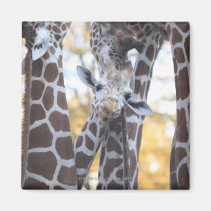 Giraffen im Zoo von Tama, Zoo von Tama, Tokio Magnet