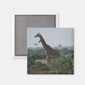 Giraffen in Afrika Magnet (Vorderseite/Rückseite)