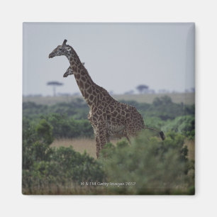 Giraffen in Afrika Magnet