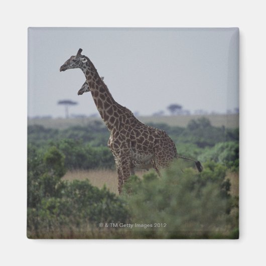 Giraffen in Afrika Magnet (Vorne)