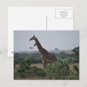 Giraffen in Afrika Postkarte (Vorne/Hinten)