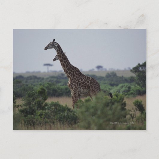 Giraffen in Afrika Postkarte (Vorderseite)