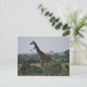 Giraffen in Afrika Postkarte (Stehend Vorderseite)