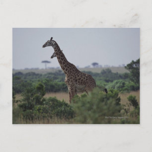 Giraffen in Afrika Postkarte