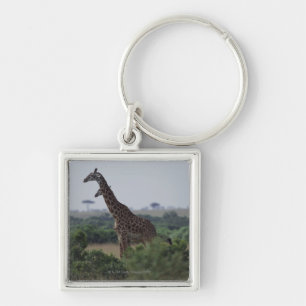Giraffen in Afrika Schlüsselanhänger