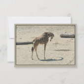 Giraffen in der Ferne Dankeskarte (Rückseite)