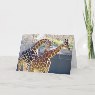 Giraffen in der Liebe Karte