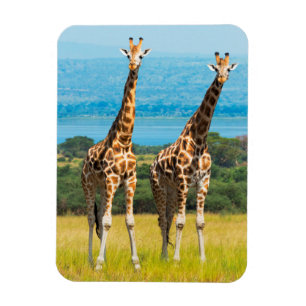 Giraffen in der Savanne, Uganda Magnet