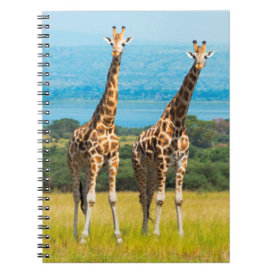 Giraffen in der Savanne, Uganda Notizblock