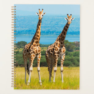 Giraffen in der Savanne, Uganda Planer