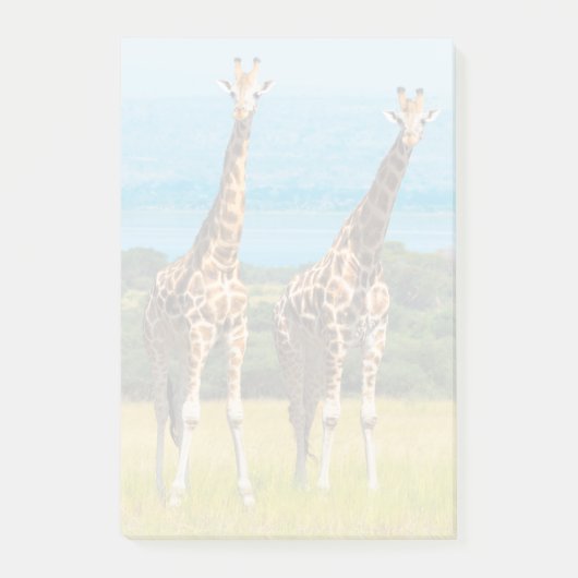 Giraffen in der Savanne, Uganda Post-it Klebezettel (Vorderseite)