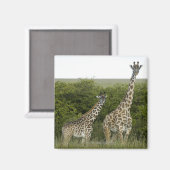 Giraffen in Kenia, Afrika 2 Magnet (Vorderseite/Rückseite)