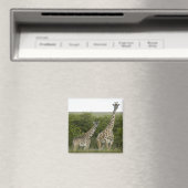 Giraffen in Kenia, Afrika 2 Magnet (In Situ (Geschirrspüler))