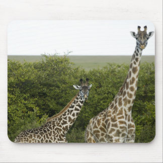 Giraffen in Kenia, Afrika 2 Mousepad