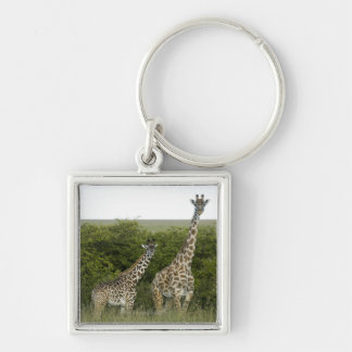 Giraffen in Kenia, Afrika 2 Schlüsselanhänger