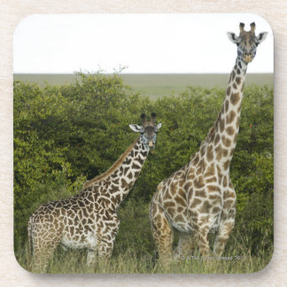 Giraffen in Kenia, Afrika 2 Untersetzer