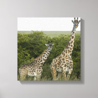 Giraffen in Kenia, Afrika