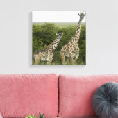 Giraffen in Kenia, Afrika Leinwanddruck (Insitu (Wohnzimmer))