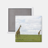 Giraffen in Kenia, Afrika Magnet (Vorderseite/Rückseite)