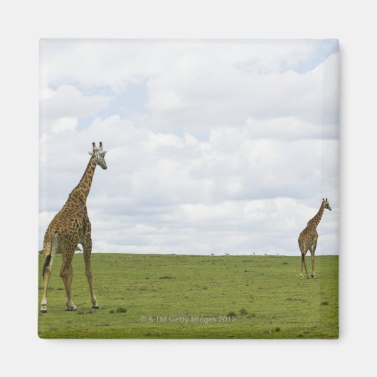 Giraffen in Kenia, Afrika Magnet (Vorne)