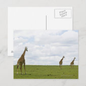 Giraffen in Kenia, Afrika Postkarte (Vorne/Hinten)