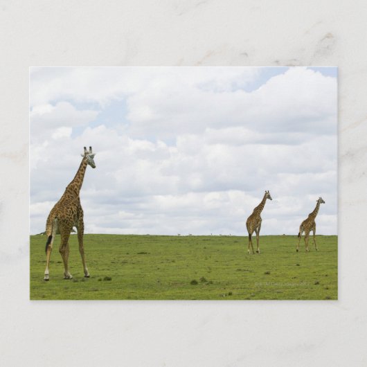 Giraffen in Kenia, Afrika Postkarte (Vorderseite)
