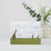Giraffen in Kenia, Afrika Postkarte (Stehend Vorderseite)