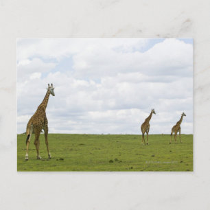 Giraffen in Kenia, Afrika Postkarte