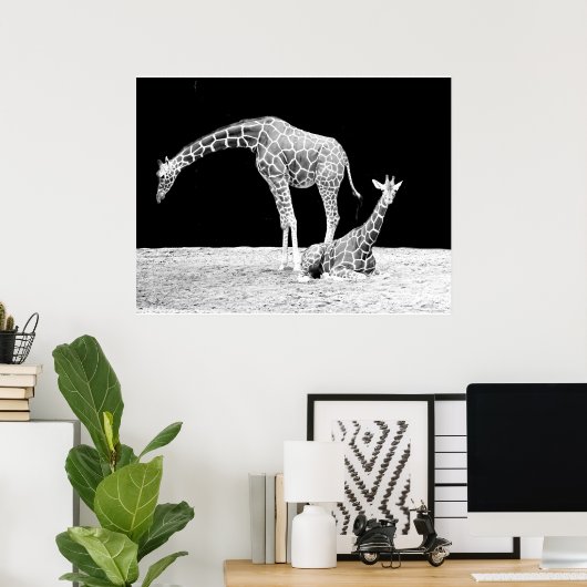 Giraffen in Schwarz und Weiß Poster (Heimbüro)