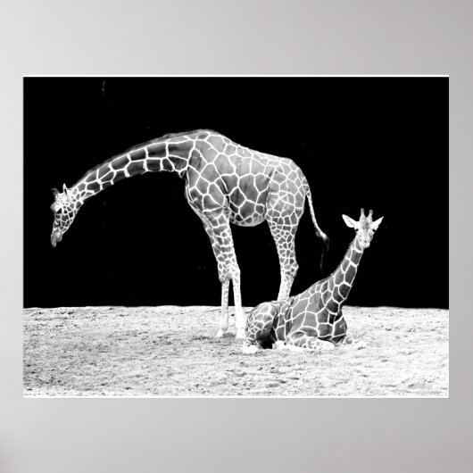 Giraffen in Schwarz und Weiß Poster (Vorne)